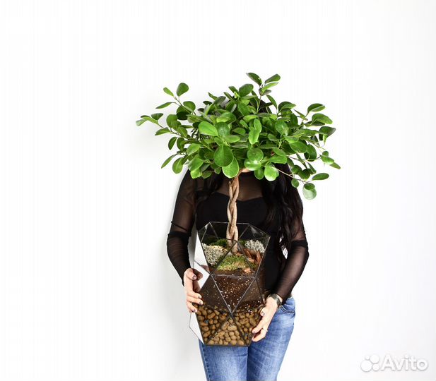 Фикус бенджамина, в кашпо