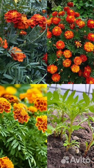 Кустовые бархатцы
