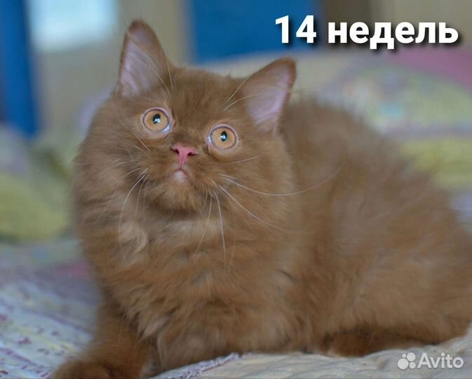 Британский котёнок