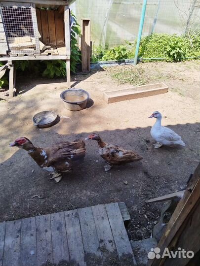 Семья индоуток