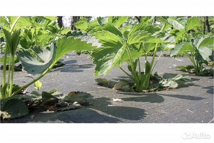 Новый Укрывной материал Спанбонд 1,6 м