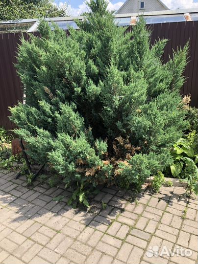 Можжевельник