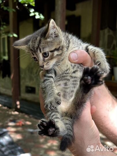 Котенок полосатик Янис