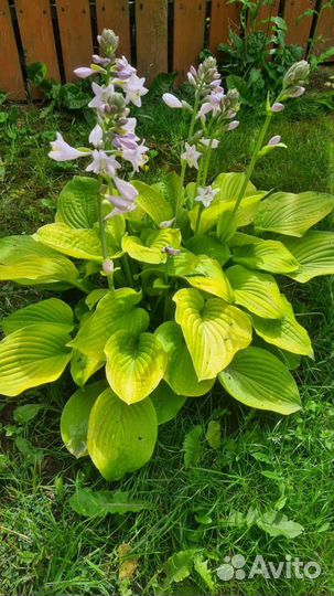 Хоста желтая, патриот, хенки пенки