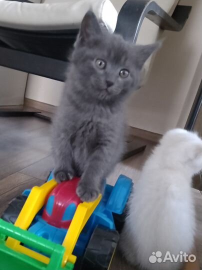 Крохи котики шотландцы