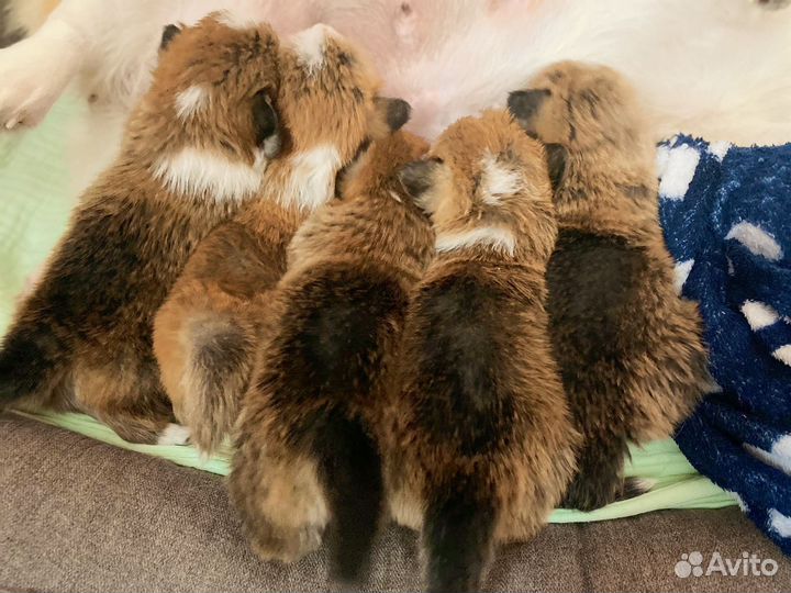 Вельш-корги пемброк щенки