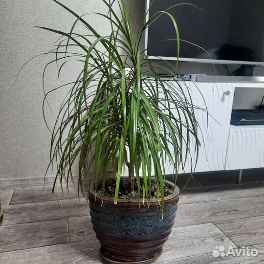 Пальма драцена