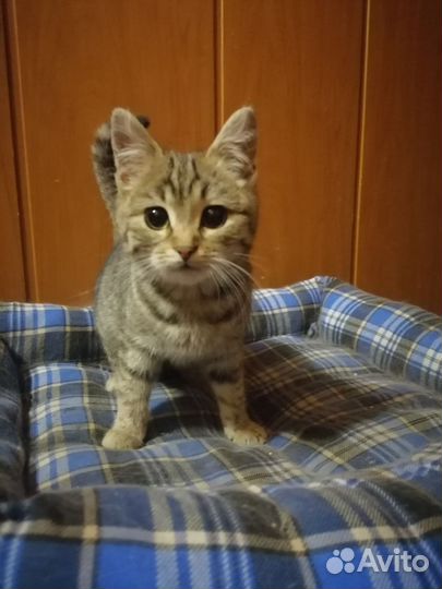 Кошка в добрые руки