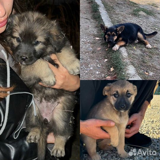 Щенок в добрые руки