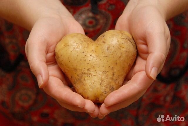 Картофель крупный, на еду