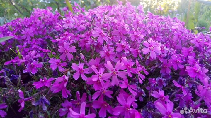 Флокс шиловидный, зкс