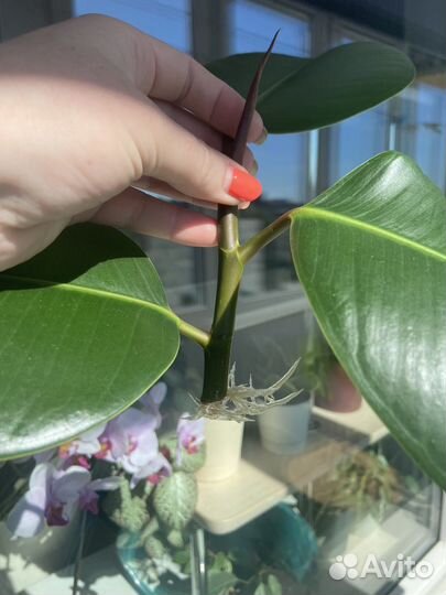 Фикус каучуконосный