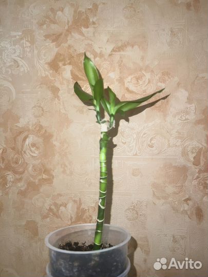 Драцена фрагранс стеуднери