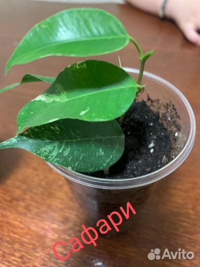 Фикус бенджамина Сафари