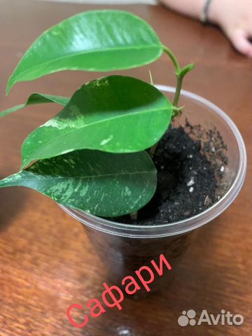 Фикус бенджамина Сафари