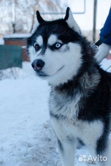 Хаски в добрые руки