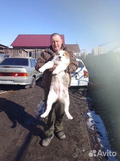 Щенки сао алабай