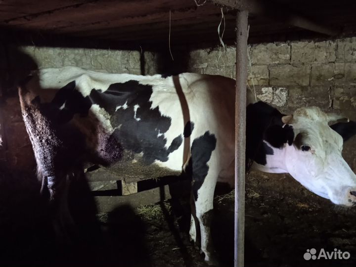 Корова дойная