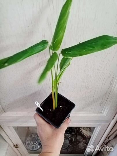 Маранта тростниковая вариегатная