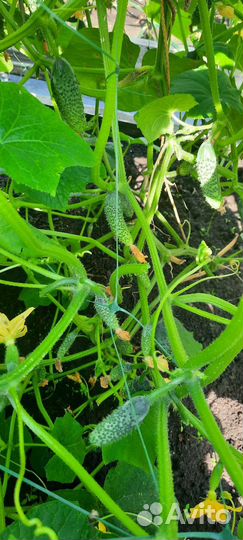 Огурцы домашние
