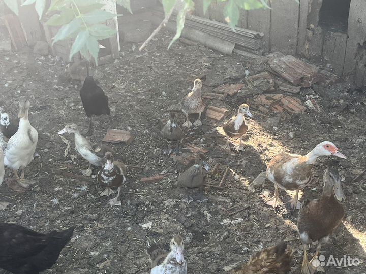 Индийский бегунок