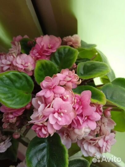 Фиалки сортовые трейлеры