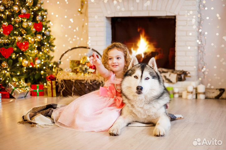 Аренда сибирских хаски для фотосессии