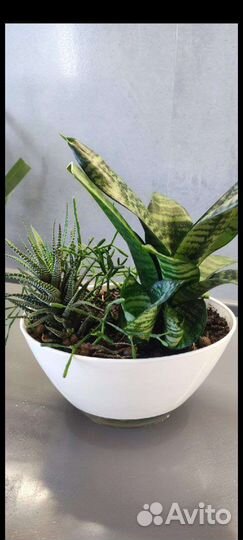 Сансевиерия Ханни