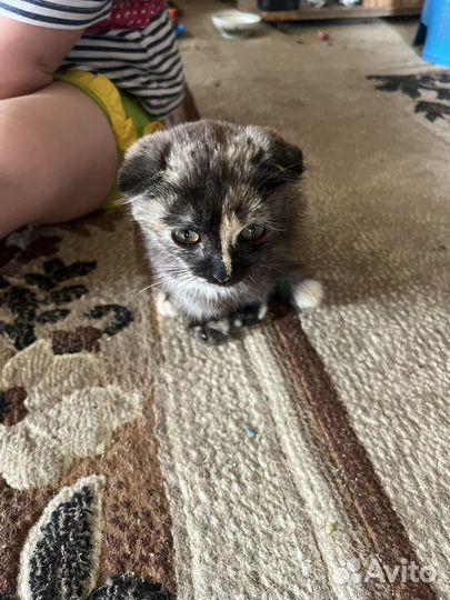Котёнок