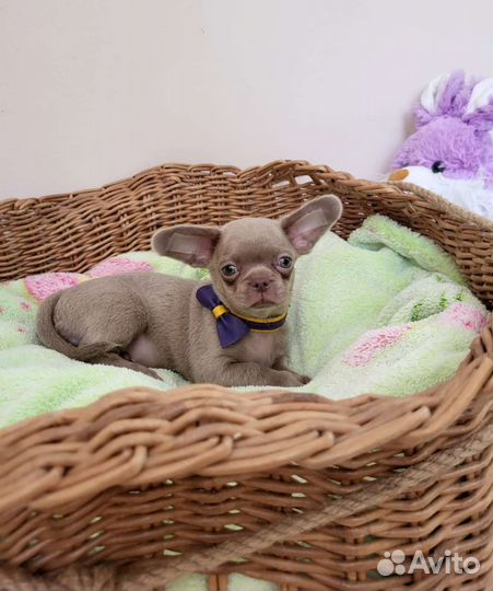 Чихуахуа лиловый мальчик