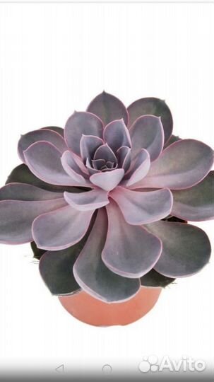 Суккуленты