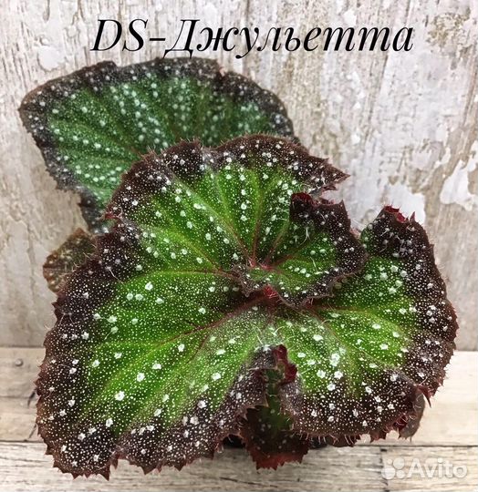 Бегония детки- 8