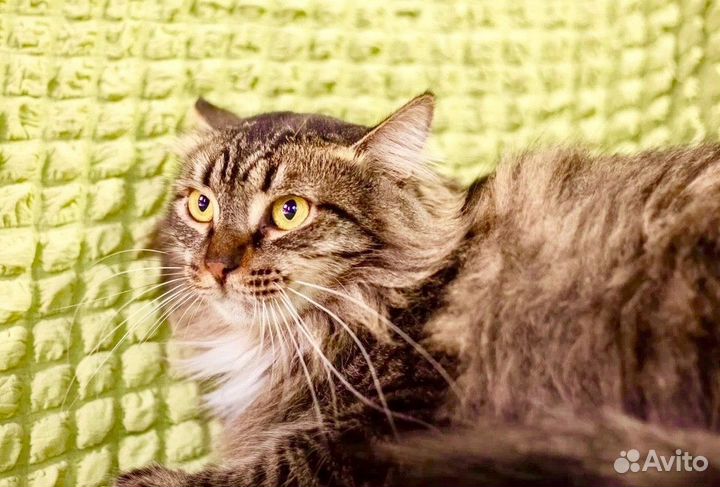 Василий - красавец сибиряк в добрые руки