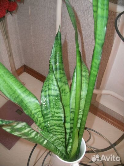 Сансевиерия- тёщин язык суккулент
