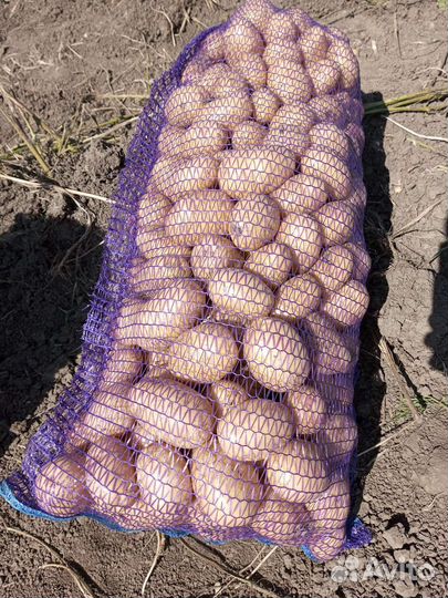 Картофель молодой