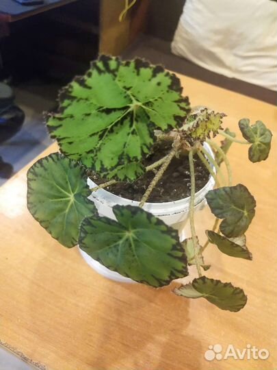 Цветущие фиалки