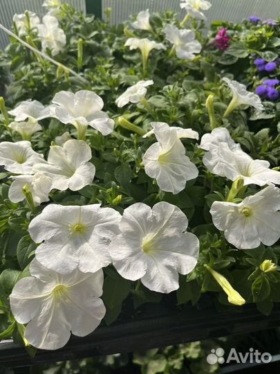 Рассада петунии, бакопы, многолетники