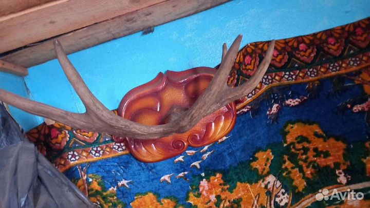 Рога лося настенные