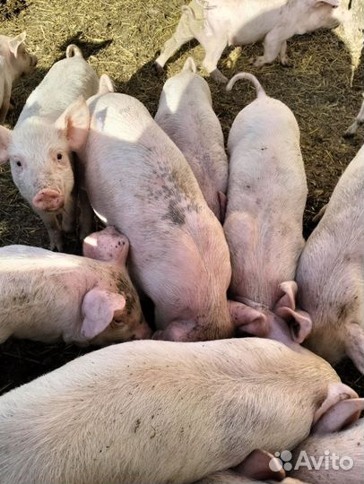 Поросята ландрас