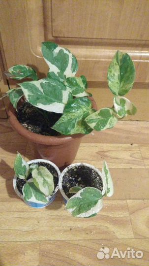 Сингониум эпипремнум филодендрон