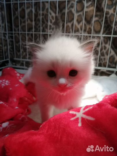 Котята рэгдолл