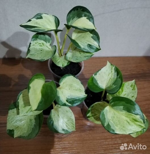 Сциндапсусы, эпипремнумы