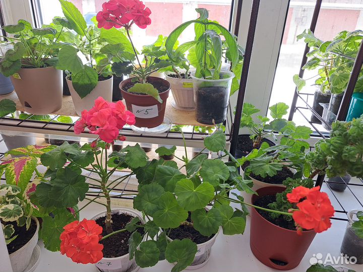 Пеларгония герань белая,розовая,красная,свекольная