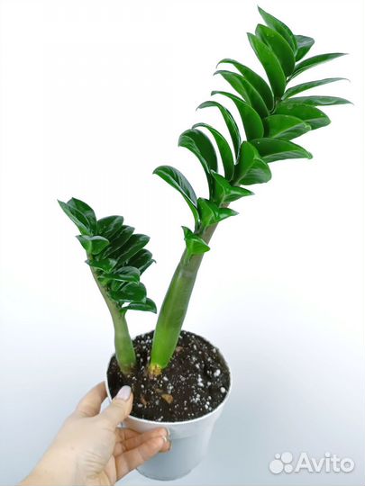 Замиокулькас зензи