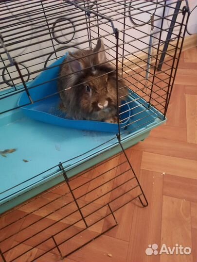 Декоративные кролики