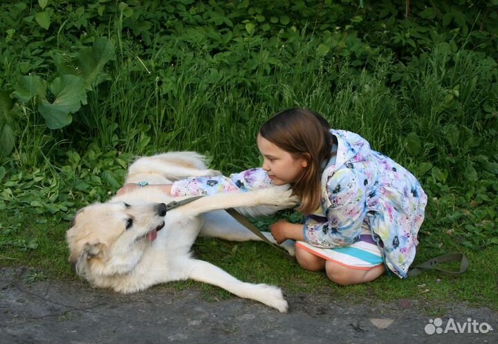 Семейная собака в дар