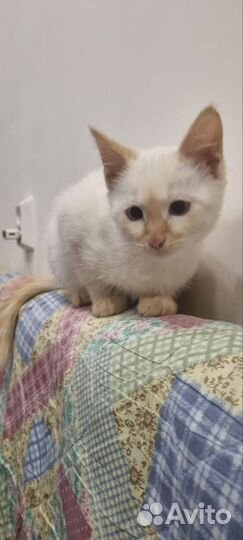 Котик