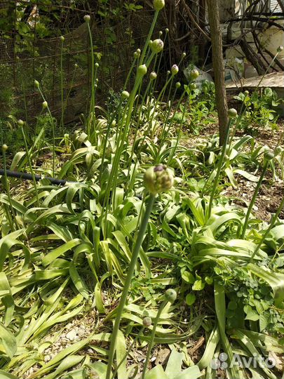 Лук декоративный