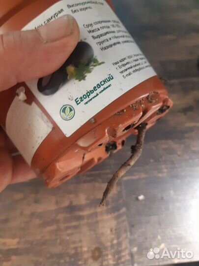 Замиокулькас