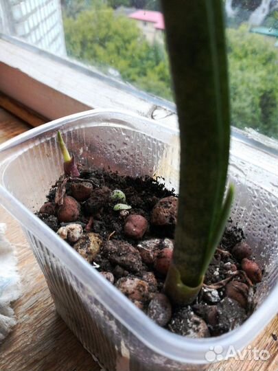 Сансевиерия цилиндрика